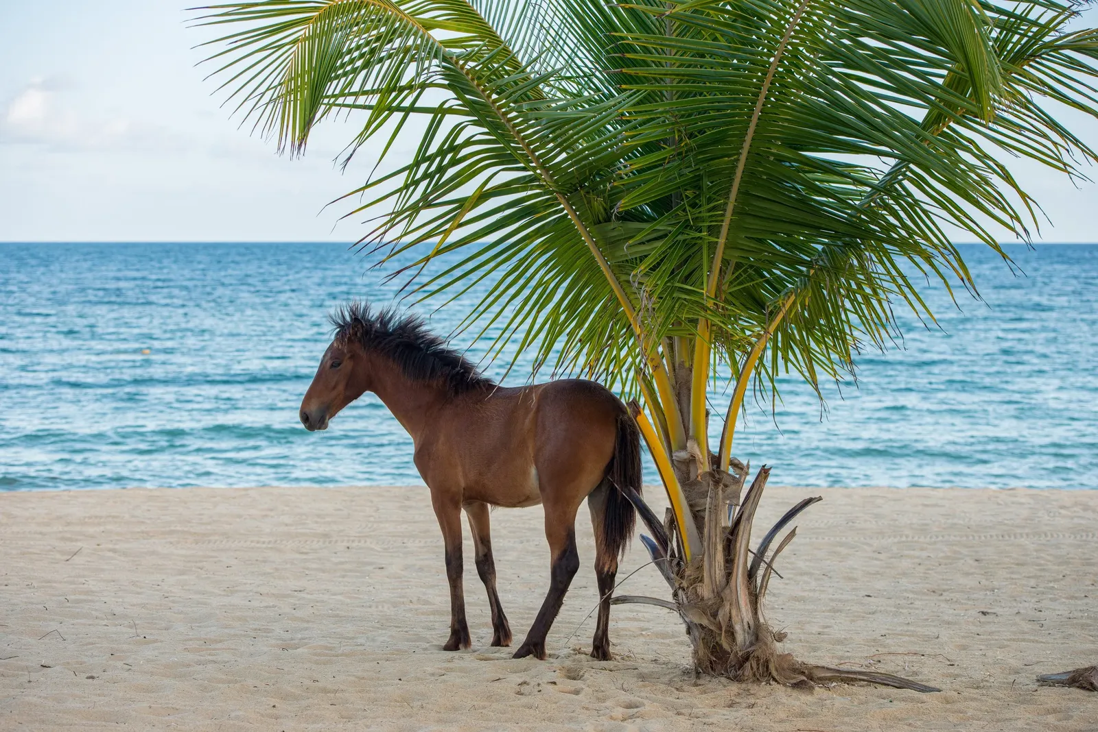 Vieques wild horses and beach